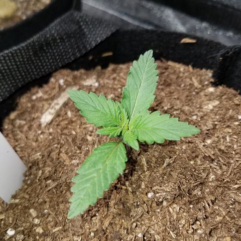 Strawberry Cough × Super Lemon Haze  growlog photo