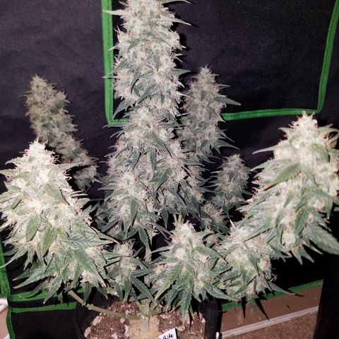 White Widow #2 growlog timeline photo