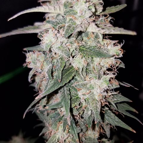 White Widow #2 growlog timeline photo