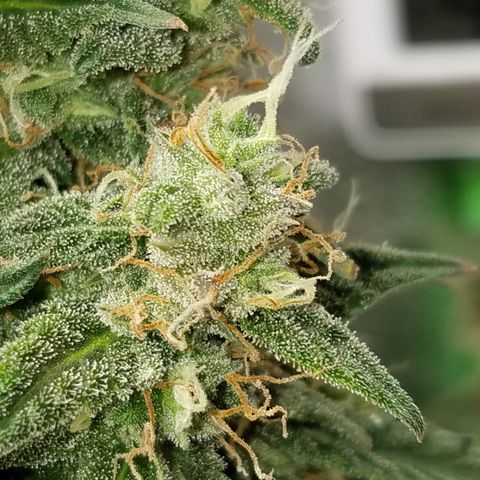 White Widow #2 growlog timeline photo