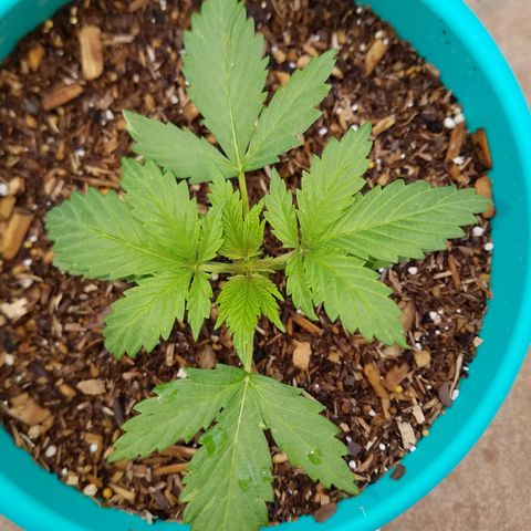 Cherry CBD growlog timeline photo
