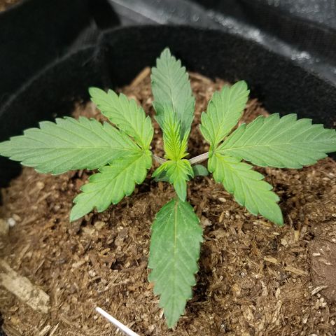 Strawberry Cough × Super Lemon Haze  growlog photo