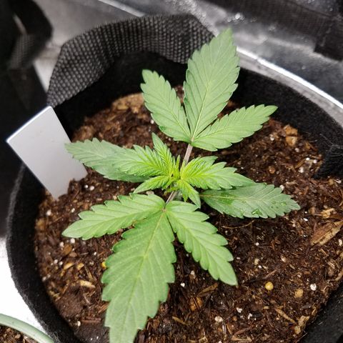 Strawberry Cough × Super Lemon Haze  growlog photo