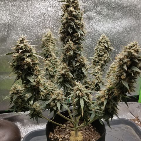 White Widow #2 growlog timeline photo