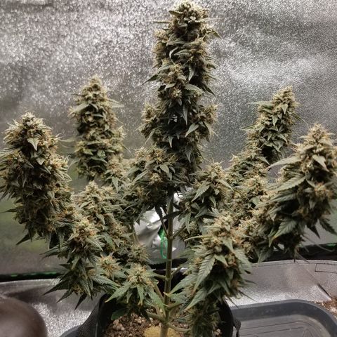 White Widow #2 growlog timeline photo