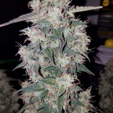White Widow #2 growlog timeline photo