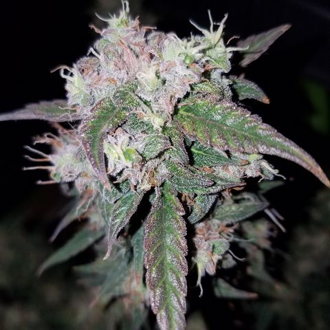 White Widow #2 growlog timeline photo