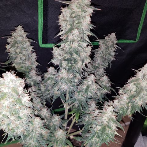 White Widow #2 growlog timeline photo
