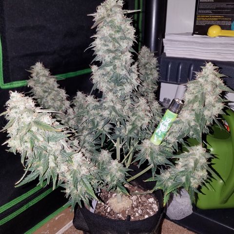 White Widow #2 growlog timeline photo