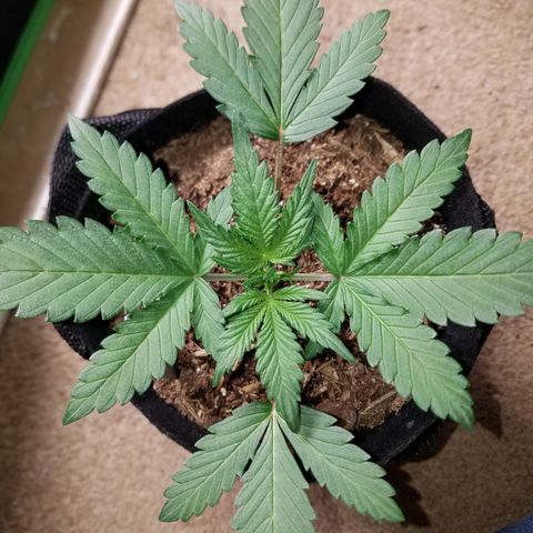 Strawberry Cough × Super Lemon Haze  growlog timeline photo