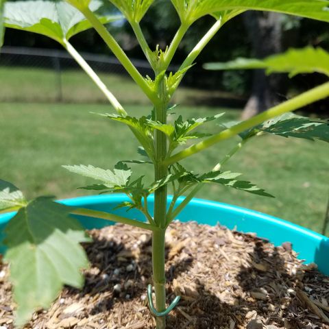 Cherry CBD growlog timeline photo
