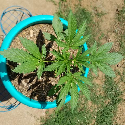 Cherry CBD growlog timeline photo