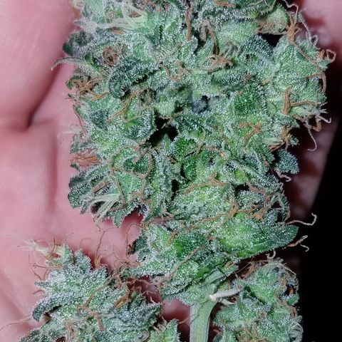 White Widow #2 growlog timeline photo