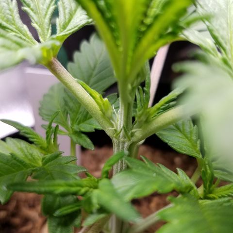 Strawberry Cough × Super Lemon Haze  growlog timeline photo