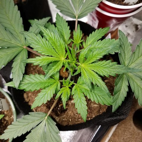 Strawberry Cough × Super Lemon Haze  growlog timeline photo
