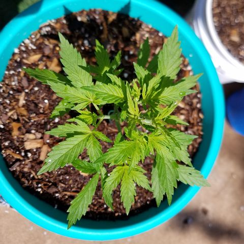 Cherry CBD growlog timeline photo