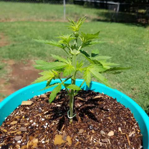 Cherry CBD growlog timeline photo