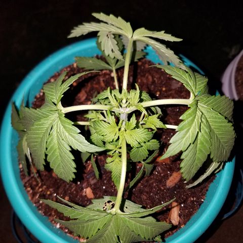 Cherry CBD growlog timeline photo