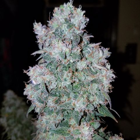 White Widow #2 growlog timeline photo