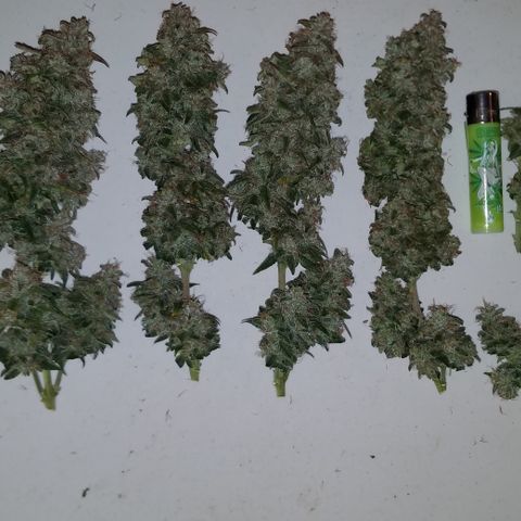 White Widow #2 growlog timeline photo