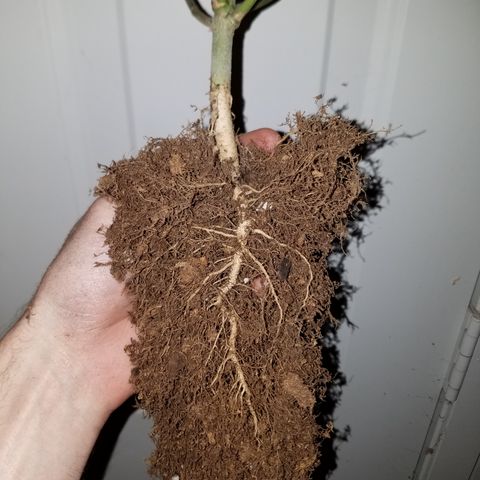 White Widow #2 growlog timeline photo