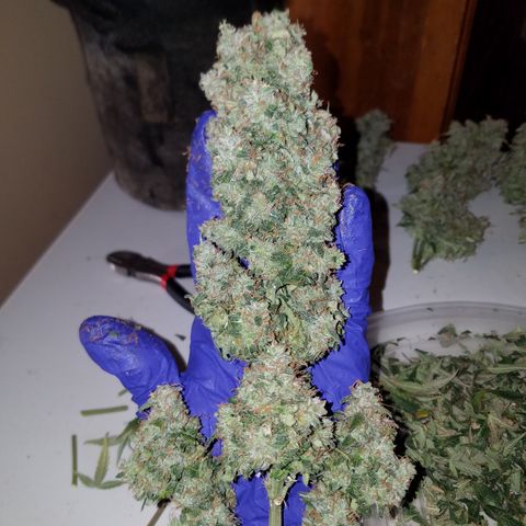 White Widow #2 growlog timeline photo
