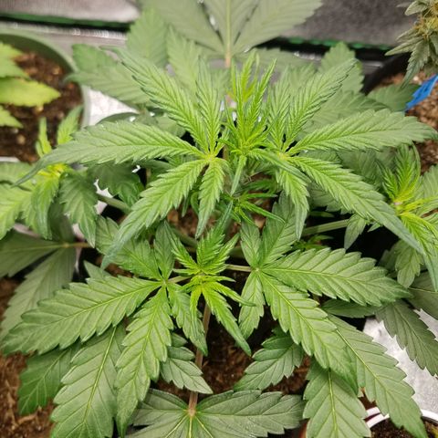 Strawberry Cough × Super Lemon Haze  growlog timeline photo