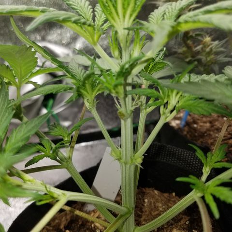 Strawberry Cough × Super Lemon Haze  growlog timeline photo