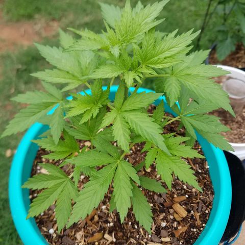 Cherry CBD growlog timeline photo