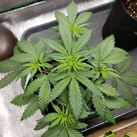 Strawberry Cough × Super Lemon Haze  growlog timeline photo