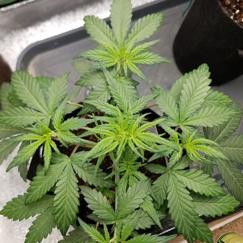 Strawberry Cough × Super Lemon Haze  growlog timeline photo