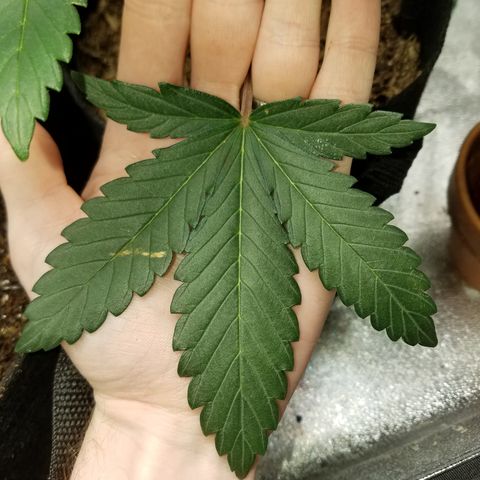Strawberry Cough × Super Lemon Haze  growlog timeline photo