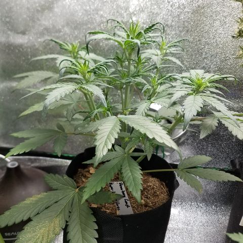 Strawberry Cough × Super Lemon Haze  growlog timeline photo