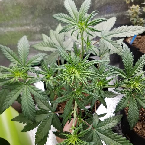 Strawberry Cough × Super Lemon Haze  growlog timeline photo