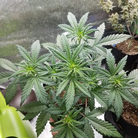 Strawberry Cough × Super Lemon Haze  growlog timeline photo