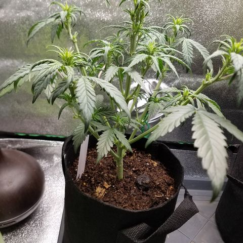 Strawberry Cough × Super Lemon Haze  growlog timeline photo