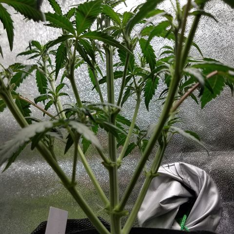 Strawberry Cough × Super Lemon Haze  growlog timeline photo