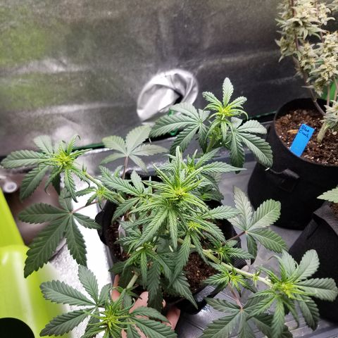 Strawberry Cough × Super Lemon Haze  growlog timeline photo