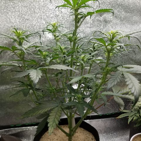 Strawberry Cough × Super Lemon Haze  growlog timeline photo