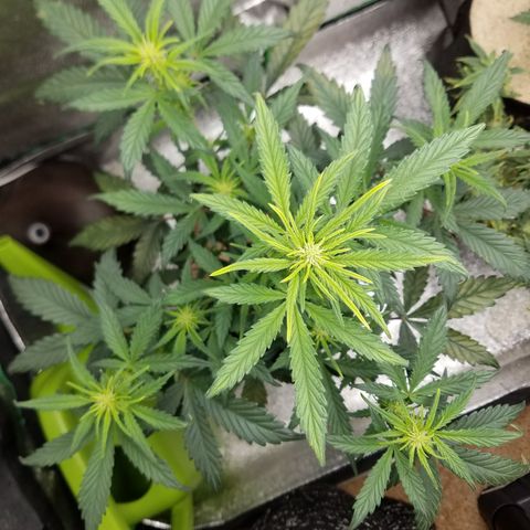 Strawberry Cough × Super Lemon Haze  growlog timeline photo