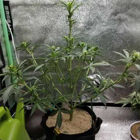 Strawberry Cough × Super Lemon Haze  growlog timeline photo