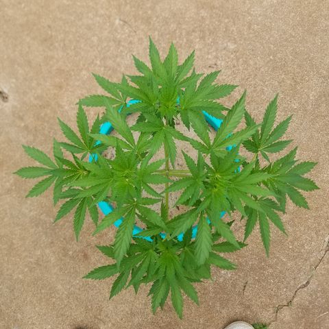 Cherry CBD growlog timeline photo