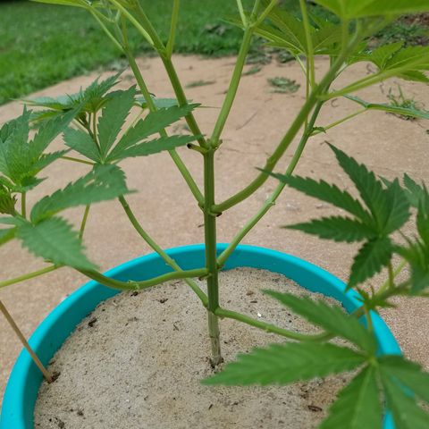 Cherry CBD growlog timeline photo