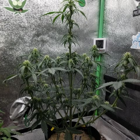 Strawberry Cough × Super Lemon Haze  growlog timeline photo
