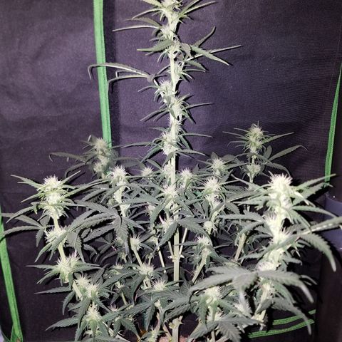 Strawberry Cough × Super Lemon Haze  growlog timeline photo