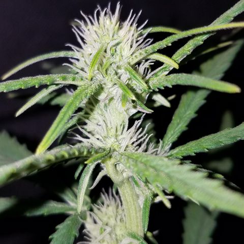 Strawberry Cough × Super Lemon Haze  growlog timeline photo