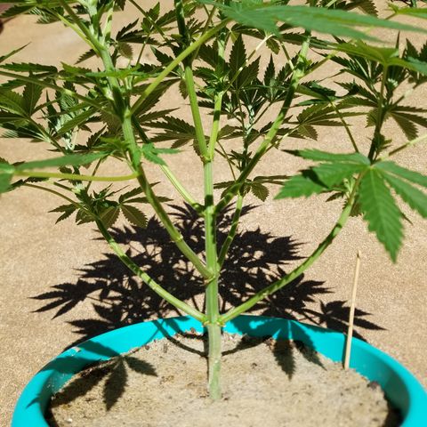 Cherry CBD growlog timeline photo