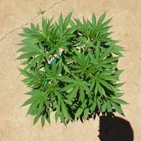 Cherry CBD growlog timeline photo