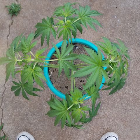 Cherry CBD growlog timeline photo