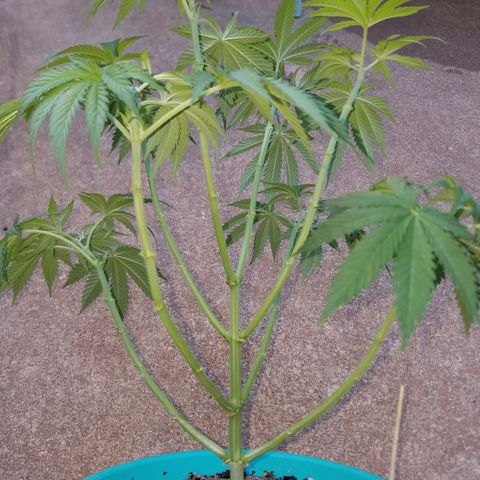 Cherry CBD growlog timeline photo